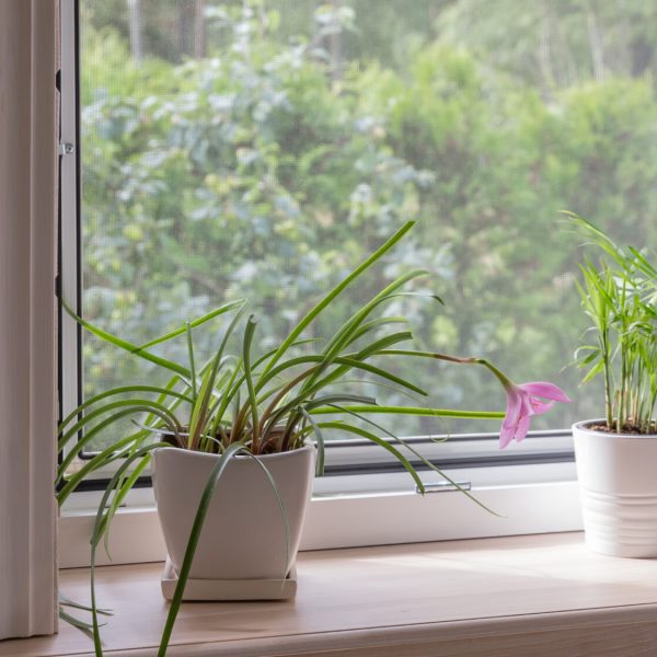 White window with mosquito net in a rustic wooden house overlooking the garden, pine forest. Houseplants and a watering can on the windowsill. Home and garden concept